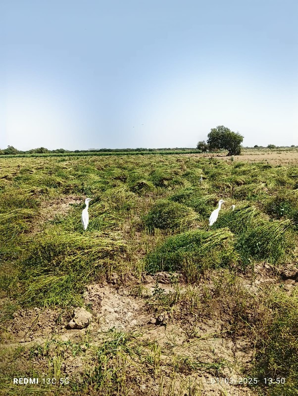 9712095817
ફકત આજ નંબર પર કોલ