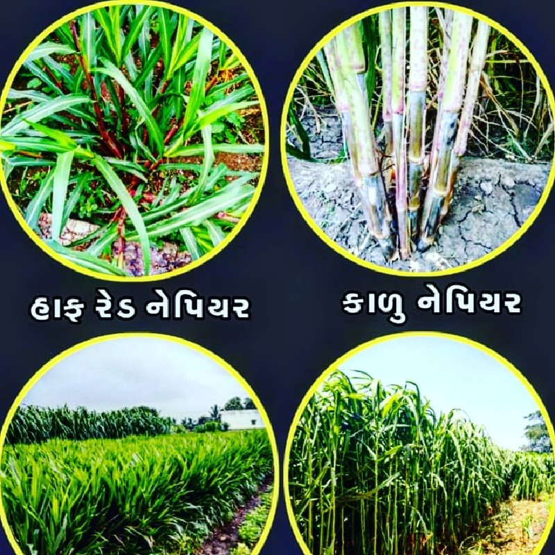 આખા ગુજરાત માં ડિલિવરી કરી દેશું