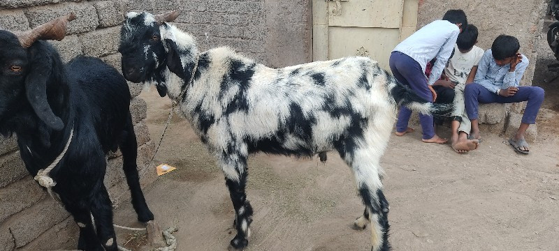 3 ણબોડા 8ઠ દાતે સે