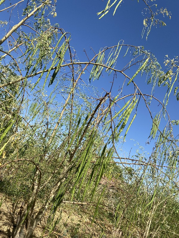 સરગવાનું બિયારણ