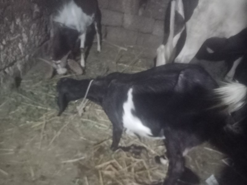 थंबनेल 3