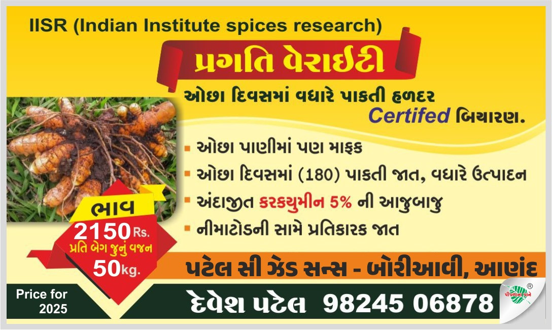 ઓછા દિવસમાં વધારે પાકતી હળદર Certified બિયારણ