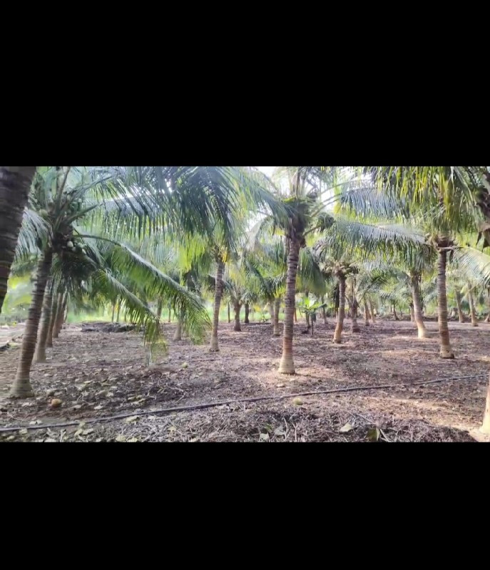 નારિયેળી ના તાલા કટિંગ મશીન