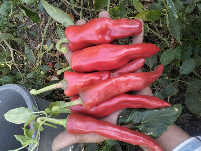 થંબનેલ 3