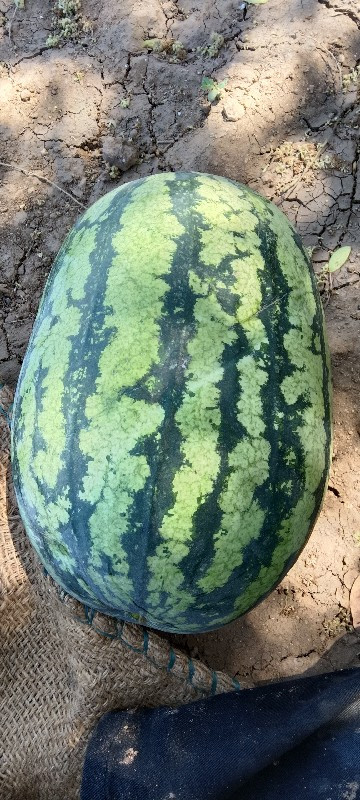 थंबनेल 3