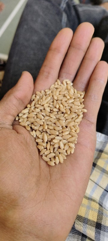 ટુકડા ઘઉં-496