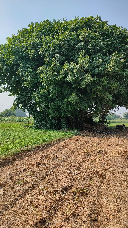 थंबनेल 3