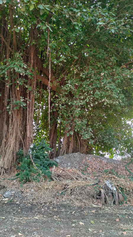 વડલો કાપીને બરતન લાકડા વેચવાના છે.