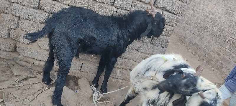 થંબનેલ 2