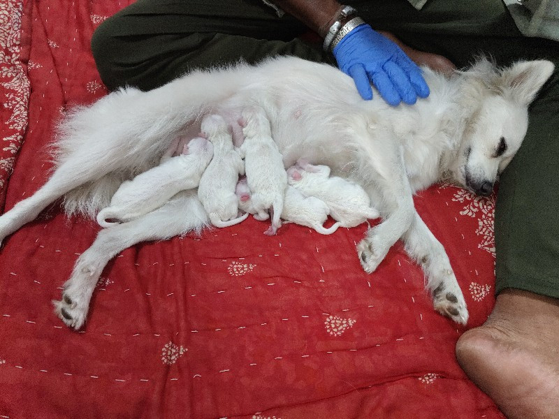 pomeliyan 2mal 2 fimel