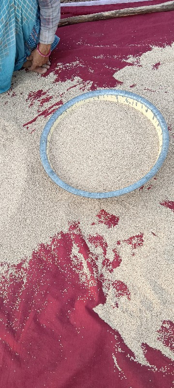 તલી.બિયારણ