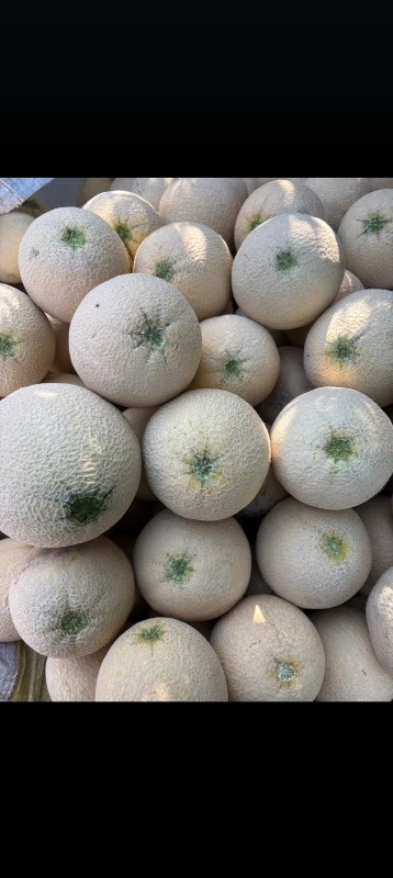 સક્કર ટેટી (આપણી વાડીએ)