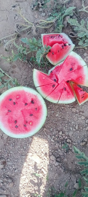 તરબુચ વેચવાના છે ભાઈ