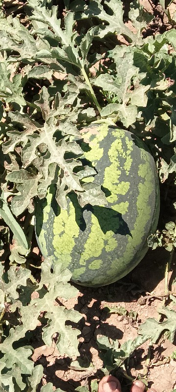 થંબનેલ 3