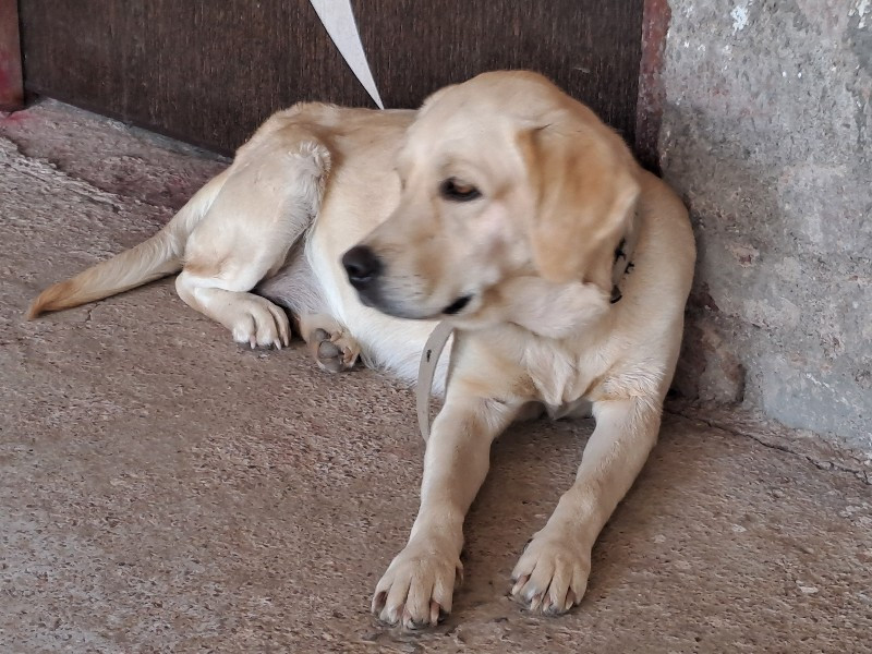 લેબ્રા કુતરી વેચવાનીછે