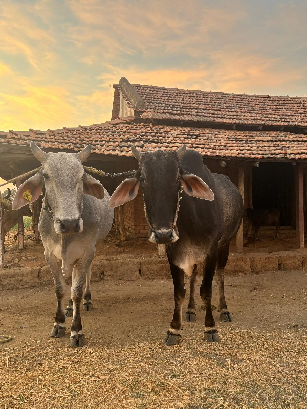 थंबनेल 2