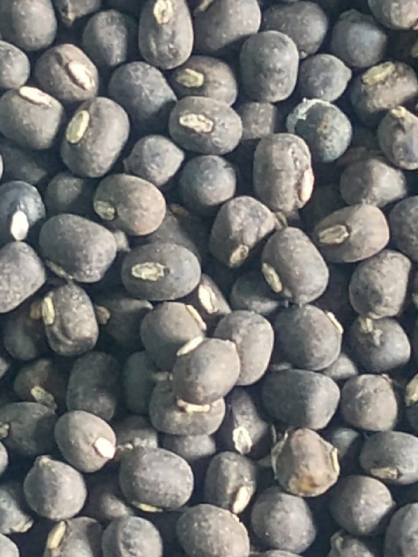 બિયારણ માટે ના અને અડદ