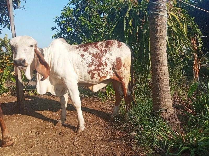 ગીર વાછડી વેચવાની છે