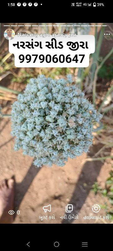 ડુંગળી નું કાળું બિયારણ