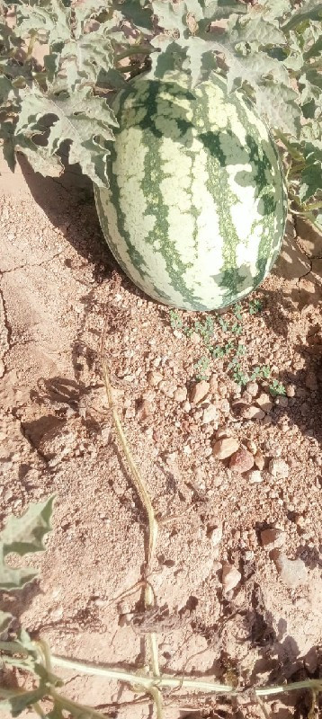 થંબનેલ 2