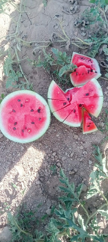 થંબનેલ 3