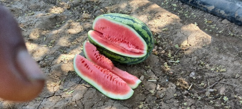 તરબુચ વેચવાના છે ભાઈ