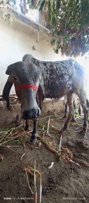 હોળકી વેશવાની સે