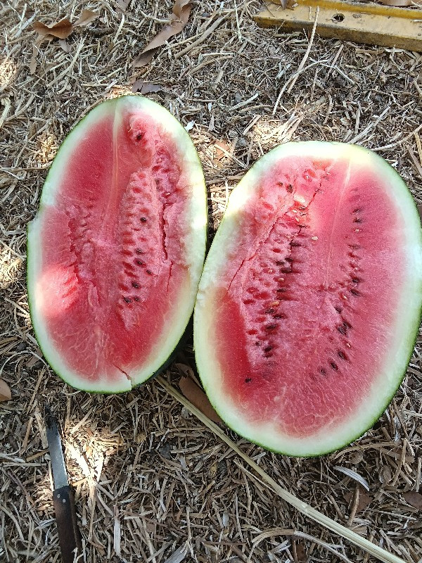 Mangrol kamnath Road Shamshabad se