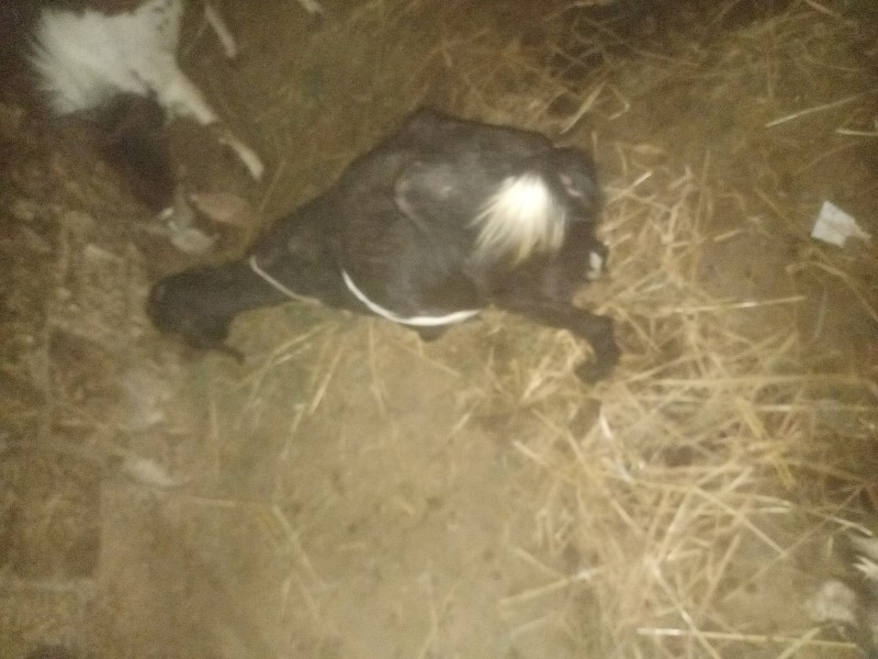 थंबनेल 2