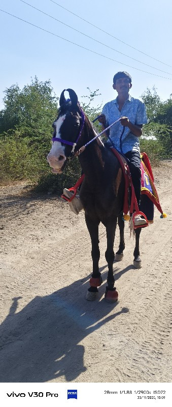 ઘોડી વેચવાની છે