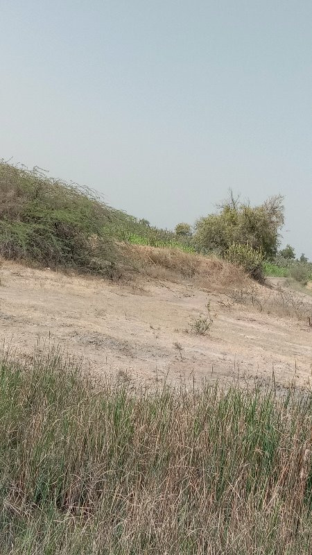 5 vigha roud thch vechvani che