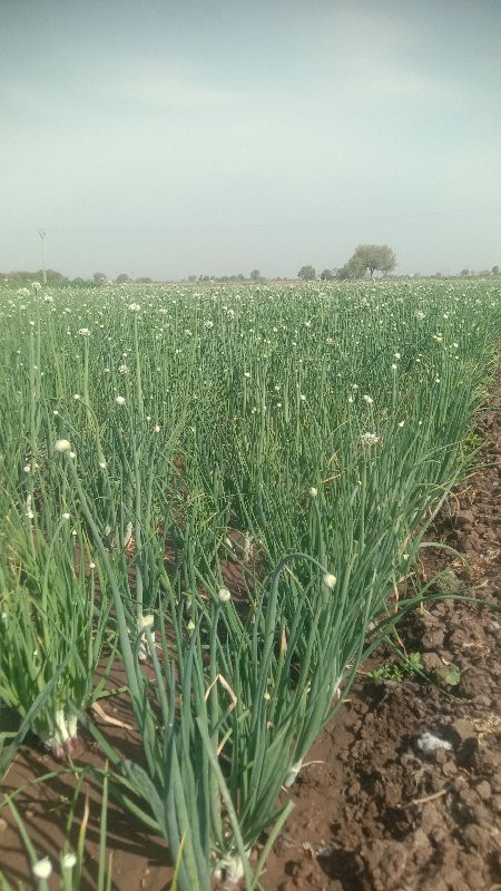 લાલ ઘાવરયુ ડુંગળી નું બી મોગરા