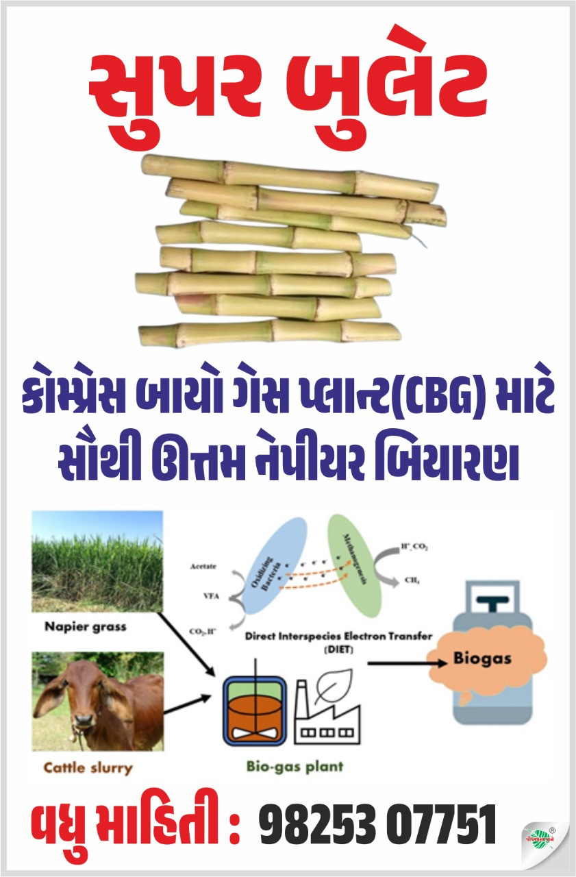 સુપર બુલેટ કોમ્પ્રેસ બાયોગેસ પ્લાન્ટ(CBG) માટે સૌથી ઊત્તમ નૅપીયર બિયારણ