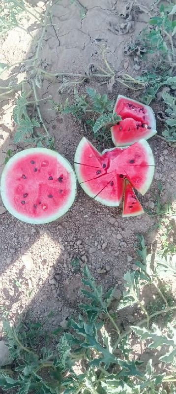 તરબુચ વેચવાના છે