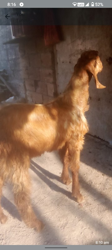 થંબનેલ 3