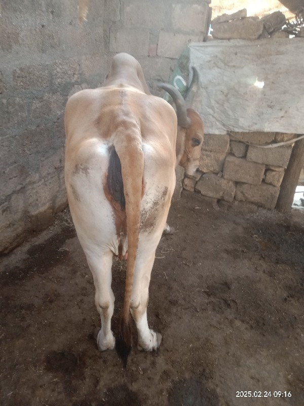 આ ગાયને આપણે હાટા પાડવાના છે કોઈને