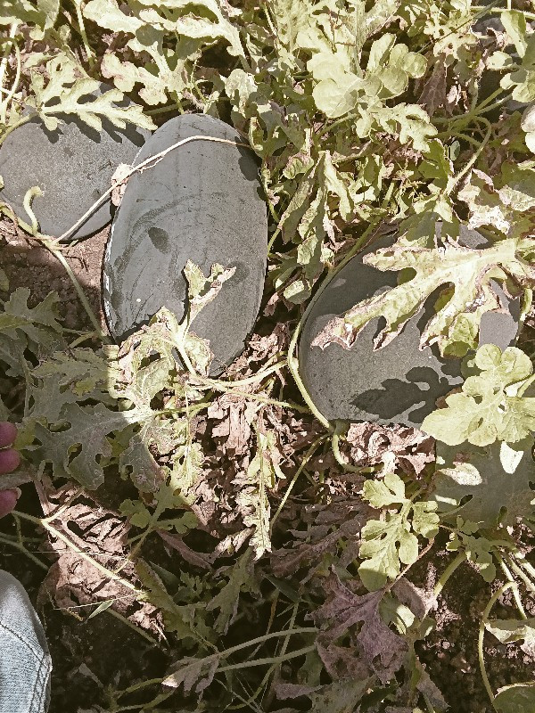 થંબનેલ 3