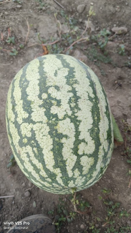 તરબૂચ વેચવા ના છે