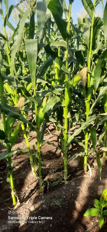 મીઠી અમેરિકાને મકાઈ