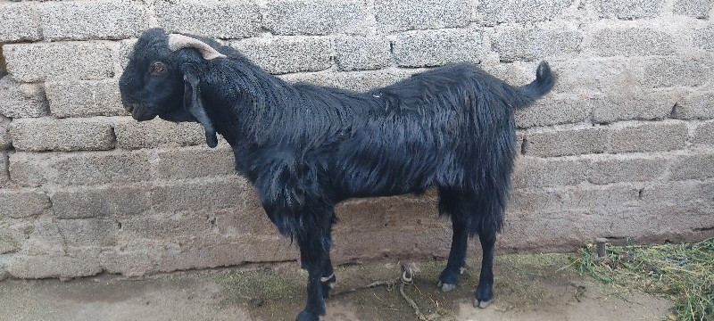 થંબનેલ 3