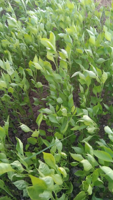 મોરસીન રોપ