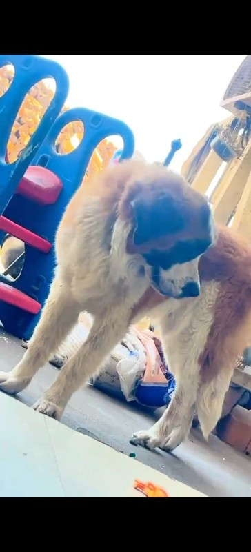 સેનબનૅર એકદમ સારી ક્વોલિટીમાં છે