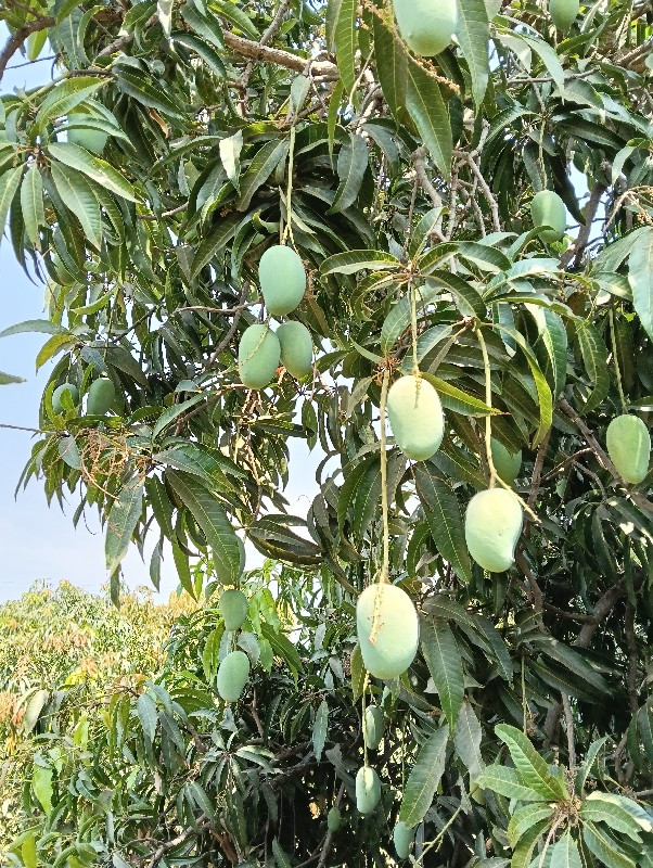 કેરીનો બગીચો આપવાનો છે.