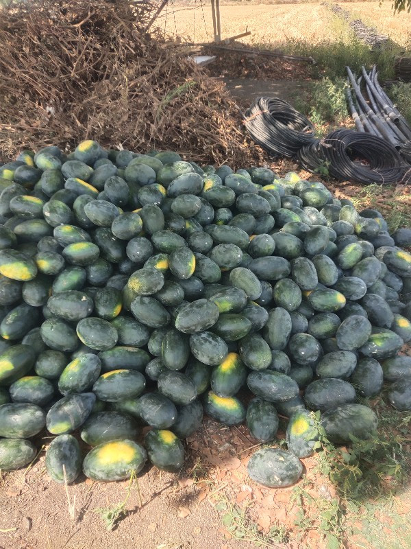 તરબૂચ આપવાના છે 15 રૂપિયા કિલો