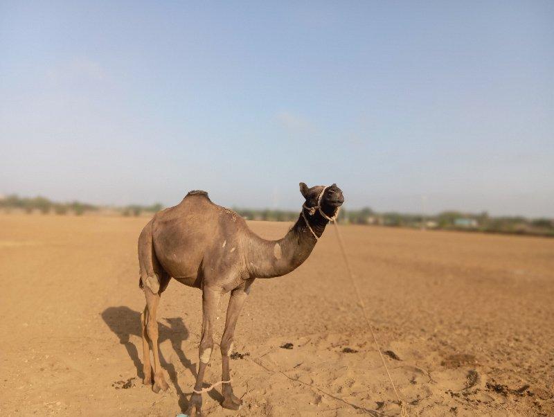 sajan bhai rabari
97275 28426