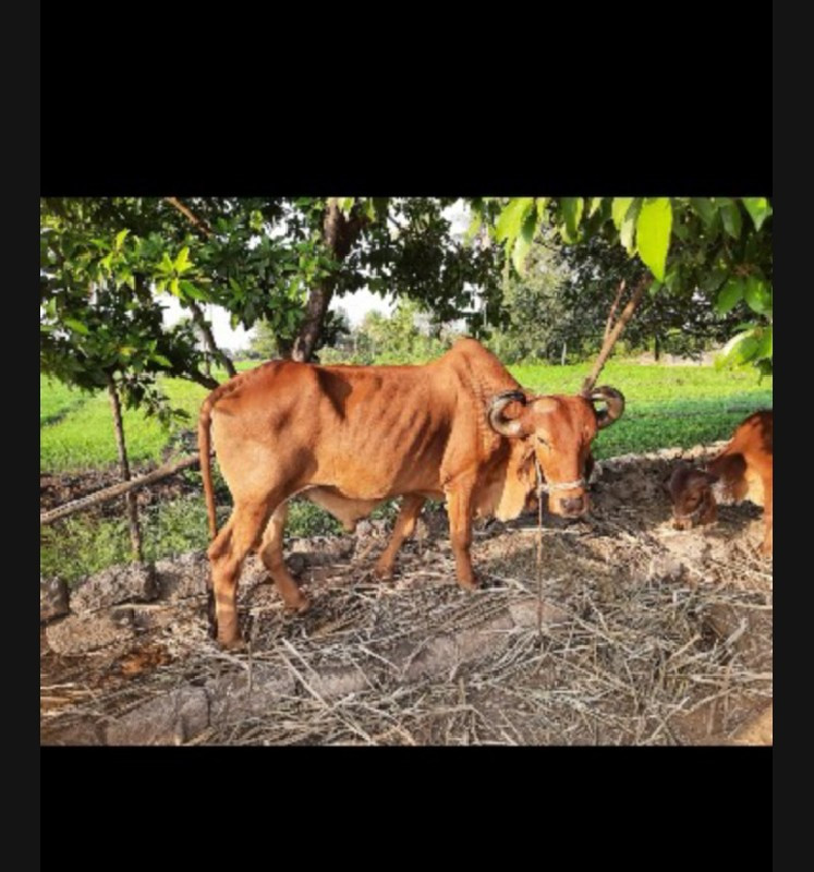 બળદ વેચવાના છે