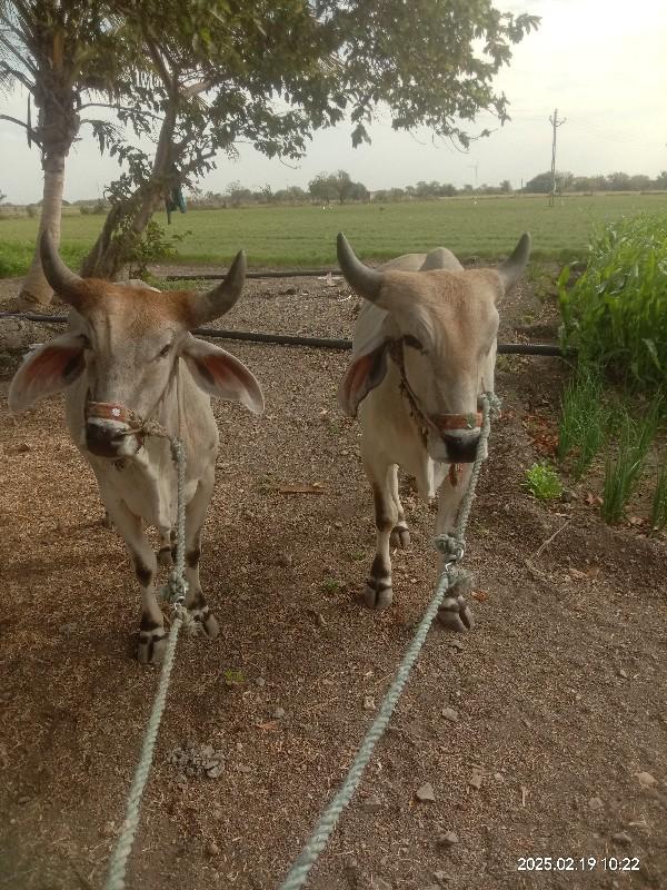 વેચવાના છે //નબર 9099483078