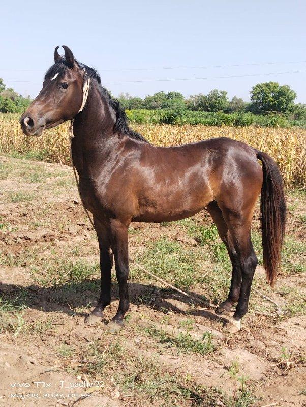 થંબનેલ 2