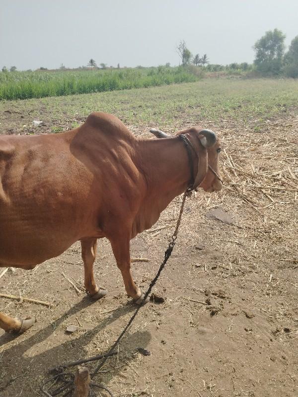 थंबनेल 5