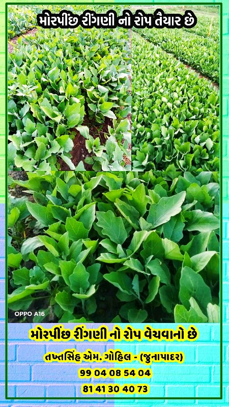 મોરપીંછ રીંગણી નો રોપ વેચવાનો છ